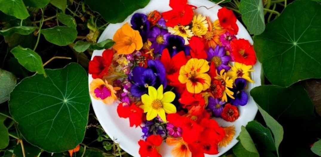 flores seguras para comer