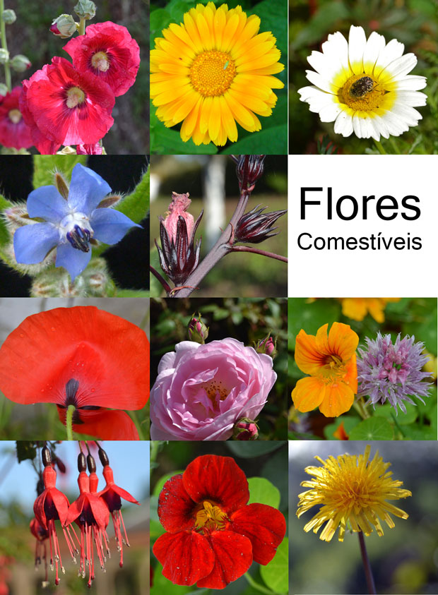 como usar flores na culinária