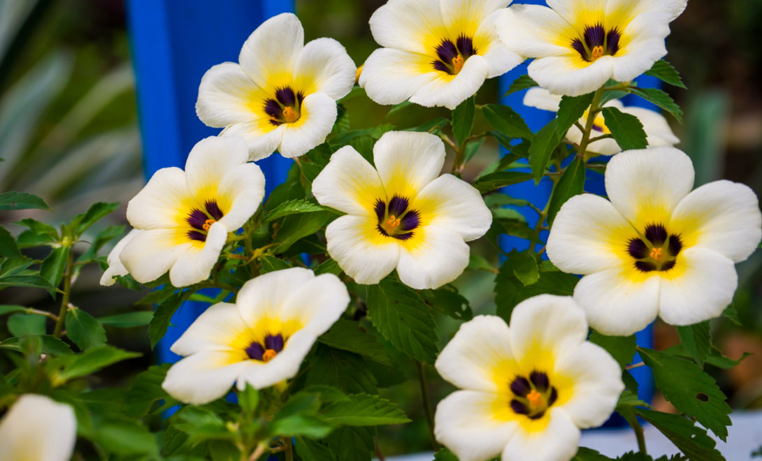 receitas com flores comestíveis