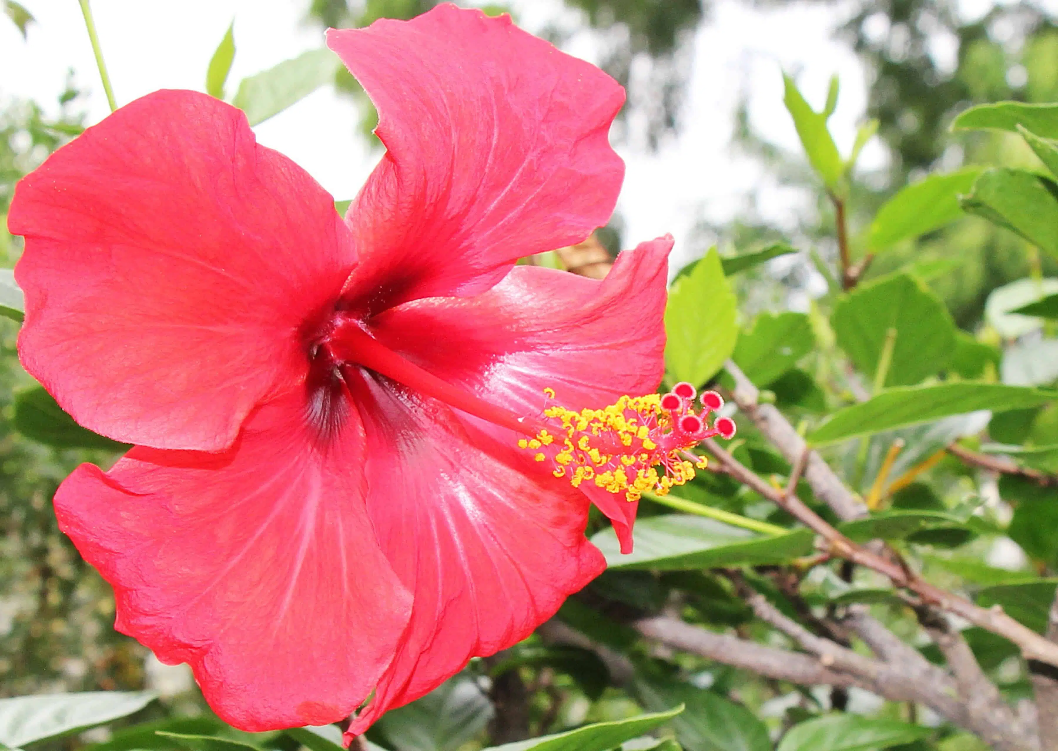 flores que podem ser comidas