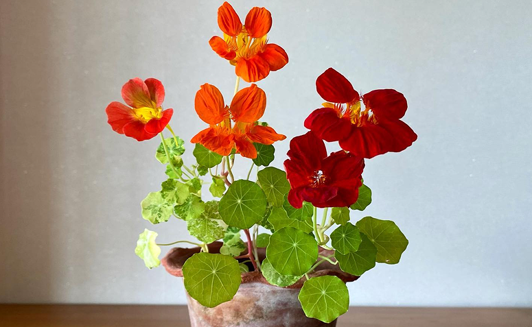 receitas com flores comestíveis
