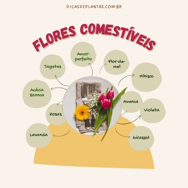 identificação de flores comestíveis