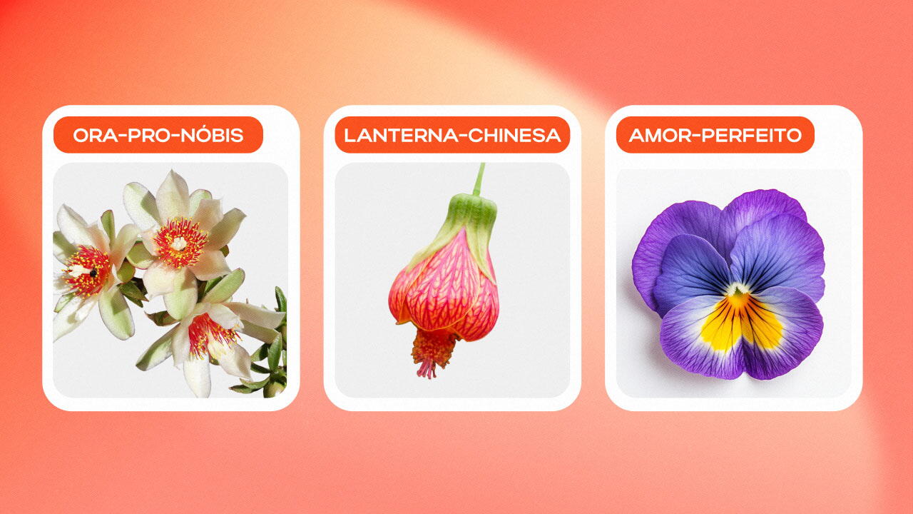 cultivo de flores comestíveis