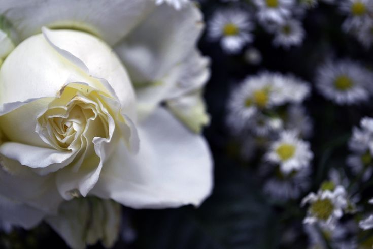 dia de Iemanjá flores