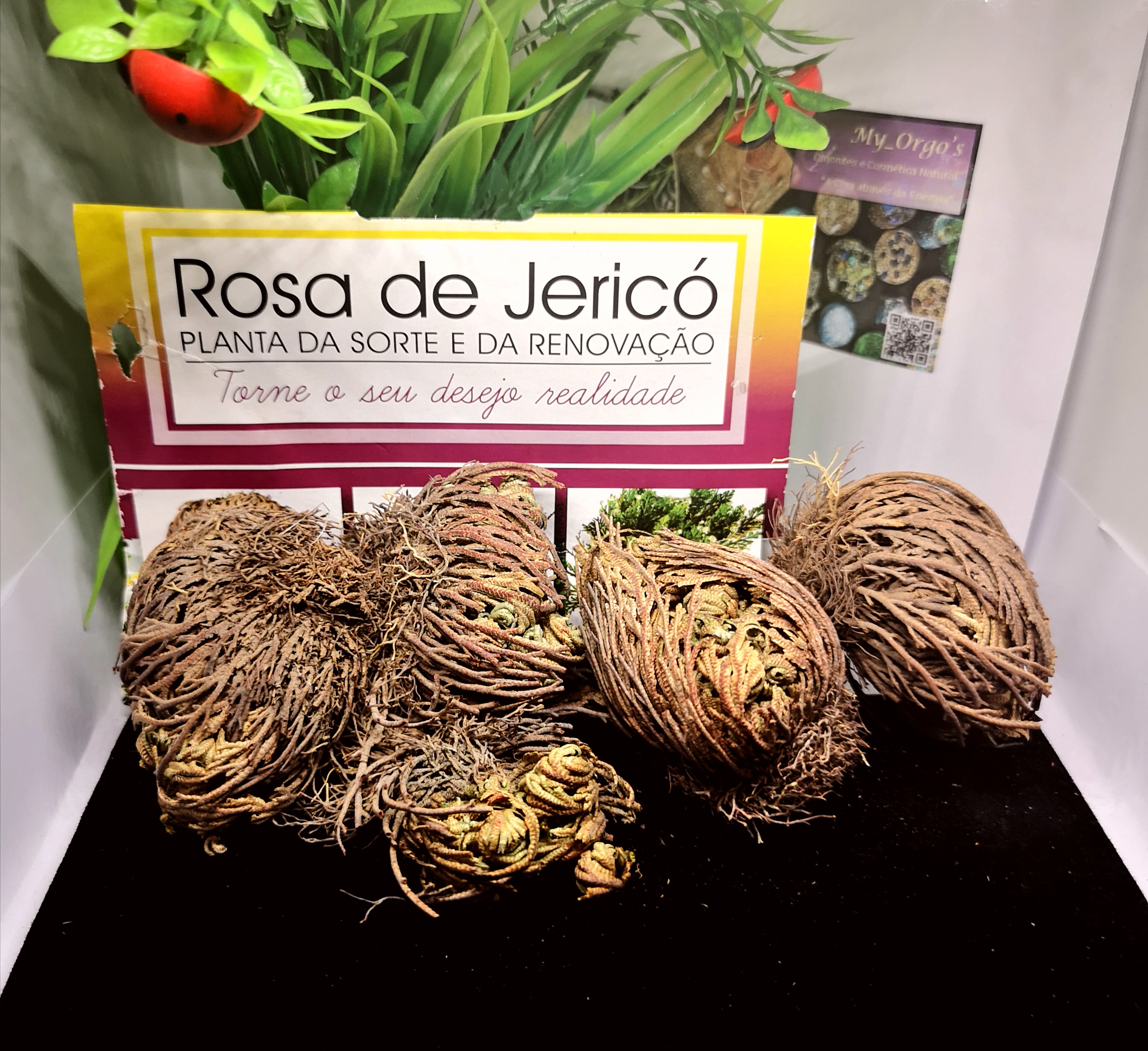 rosa de jericó para atrair prosperidade