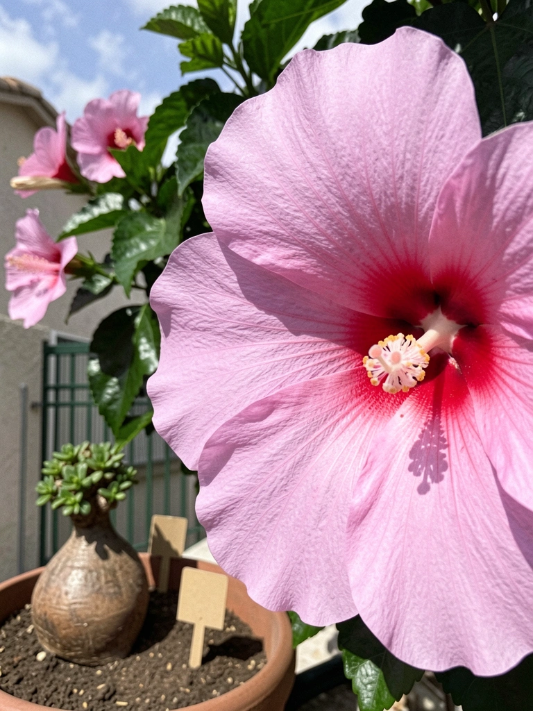 Close de flor rosa com suculenta de caudex e rótulos com nomes populares em uma colagem.