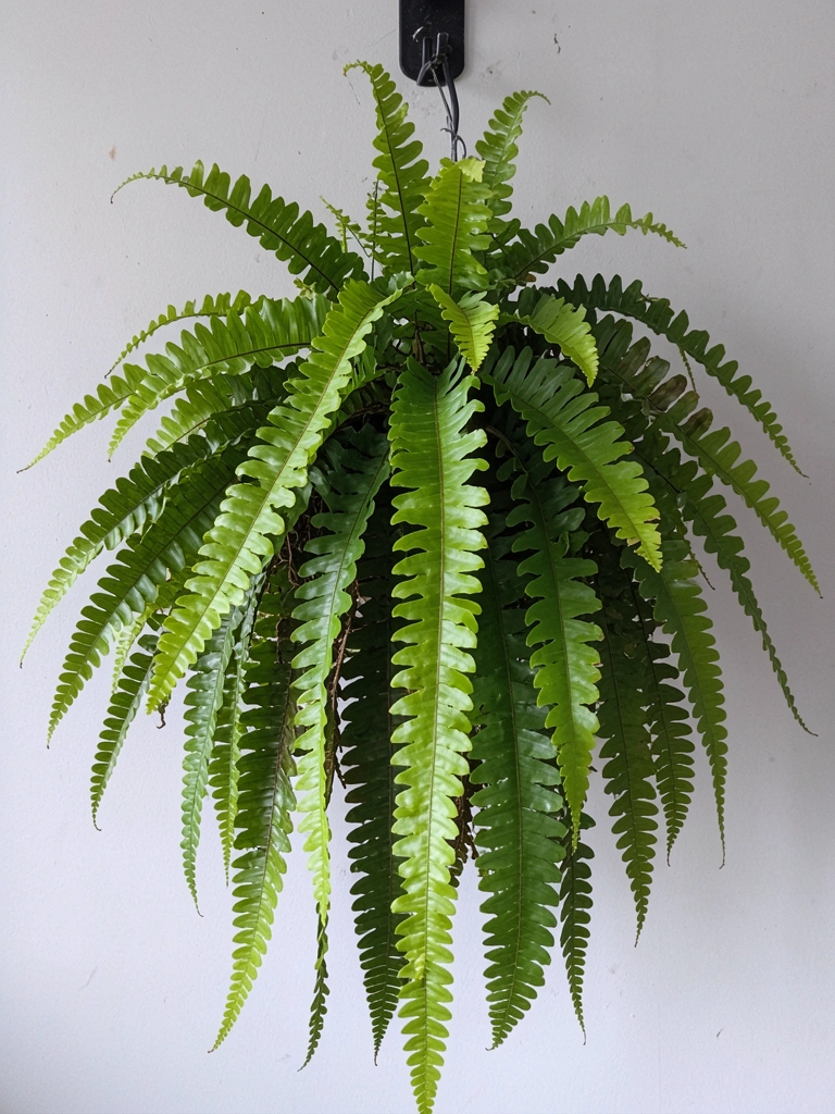 Samambaia de folhas verdes pendentes em vaso branco sobre mesa de madeira, com luz natural suave.