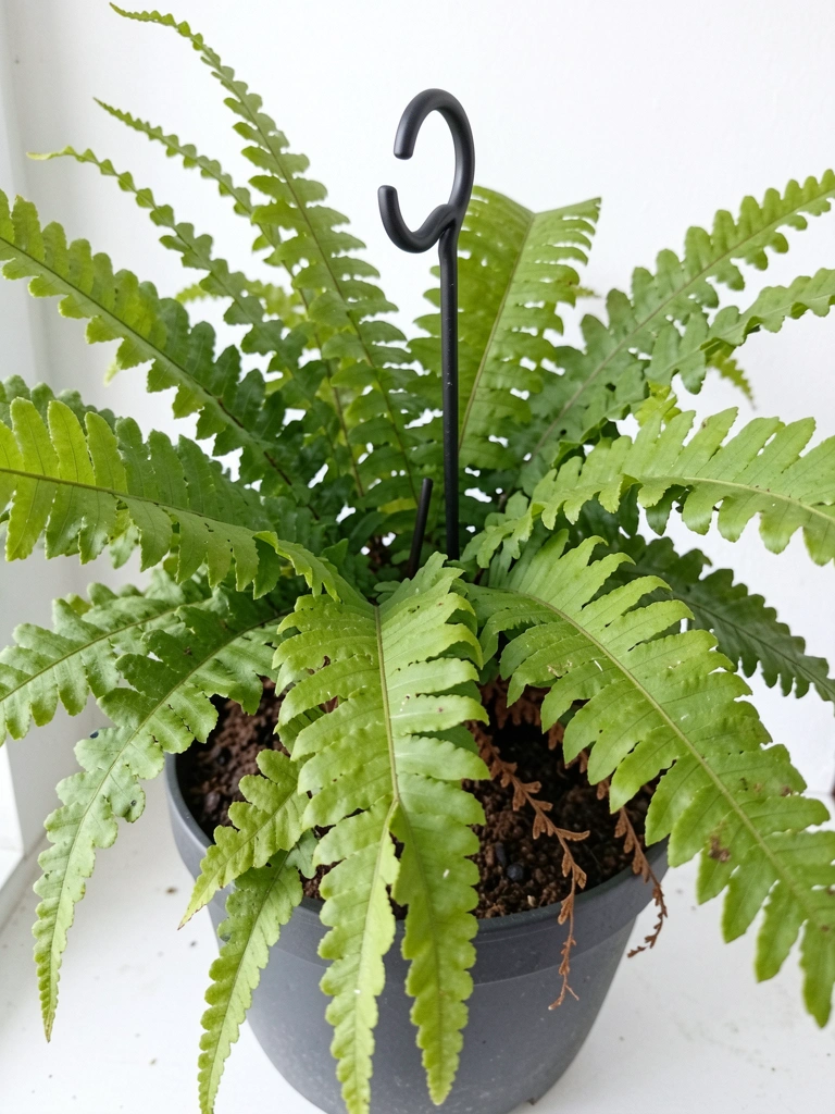 Samambaia de folhas verdes pendentes em vaso suspenso próximo a uma janela com luz natural.