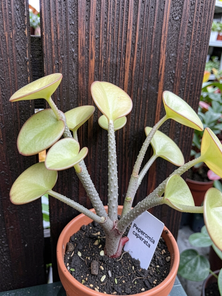 Placa de identificação com nome científico em viveiro de plantas