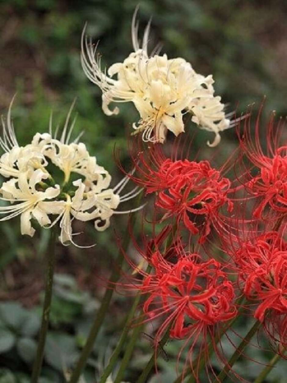 flor do equinócio de outono