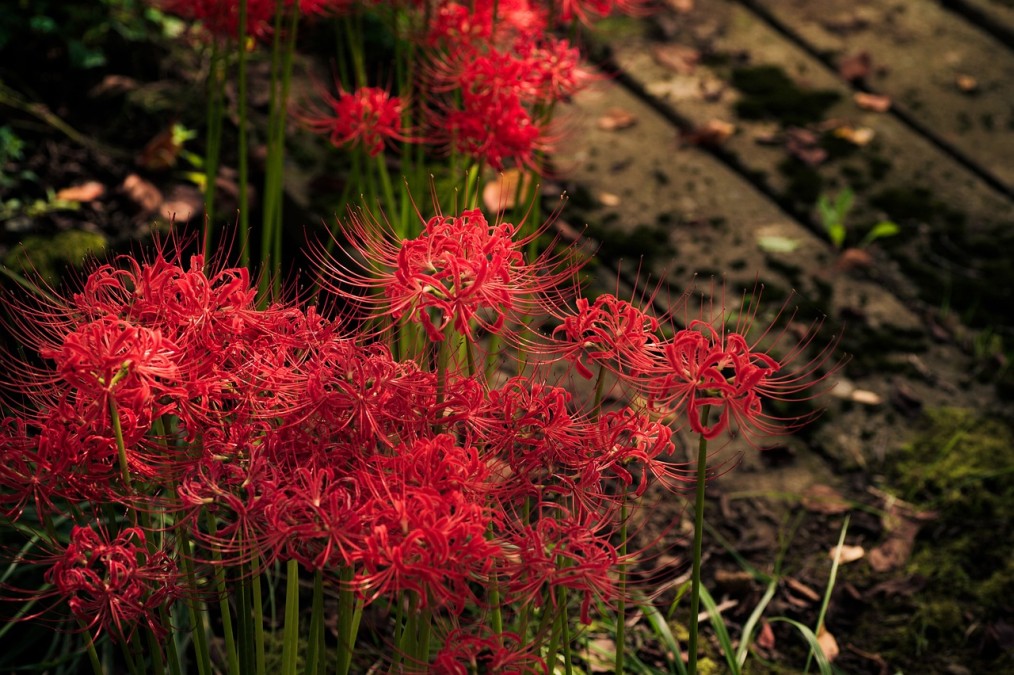 simbolismo lírio vermelho Japão