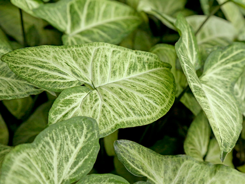 Syngonium angustatum
