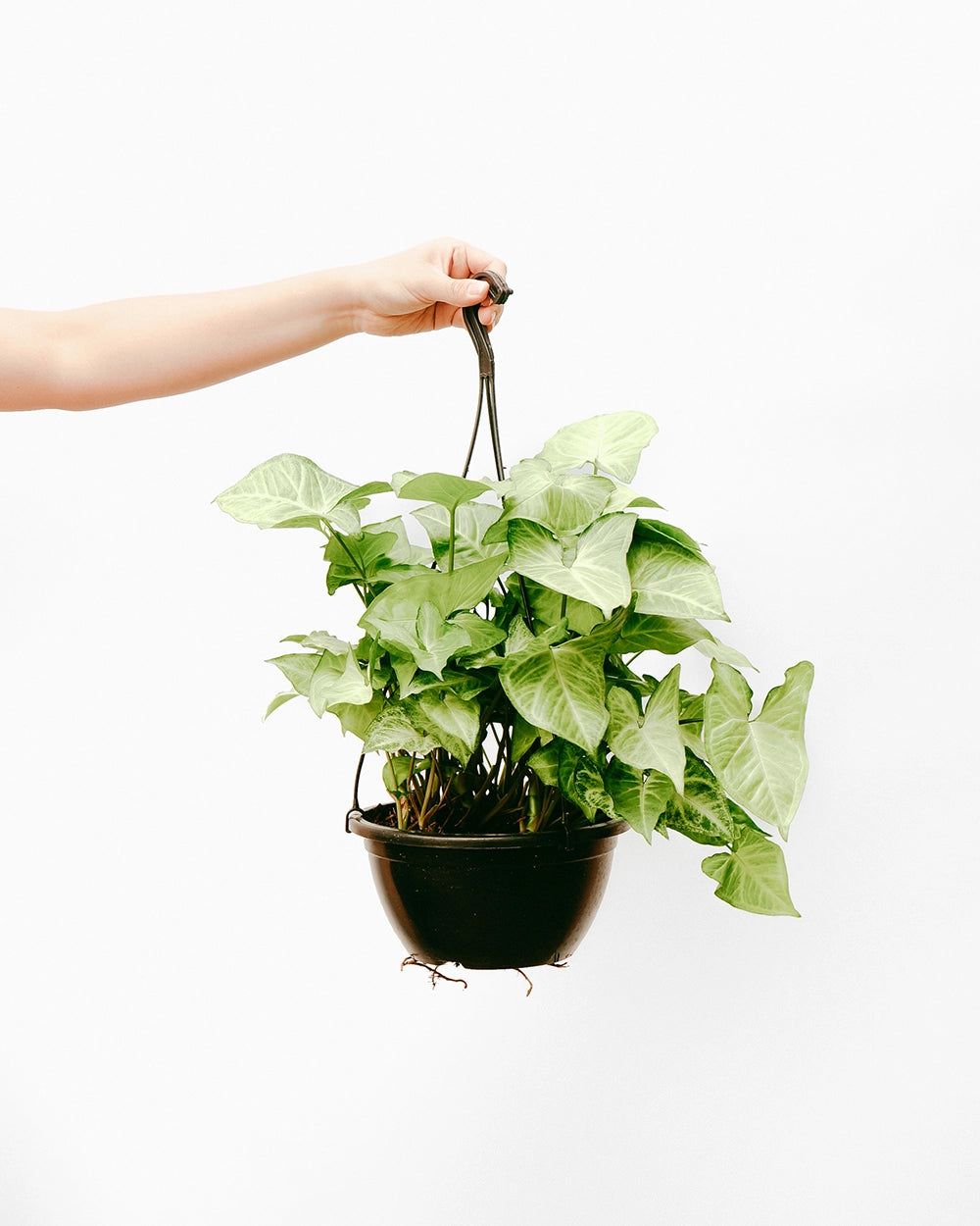 Planta flecha