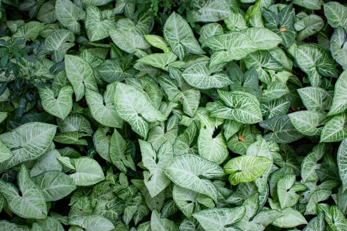 Planta trepadeira de interior
