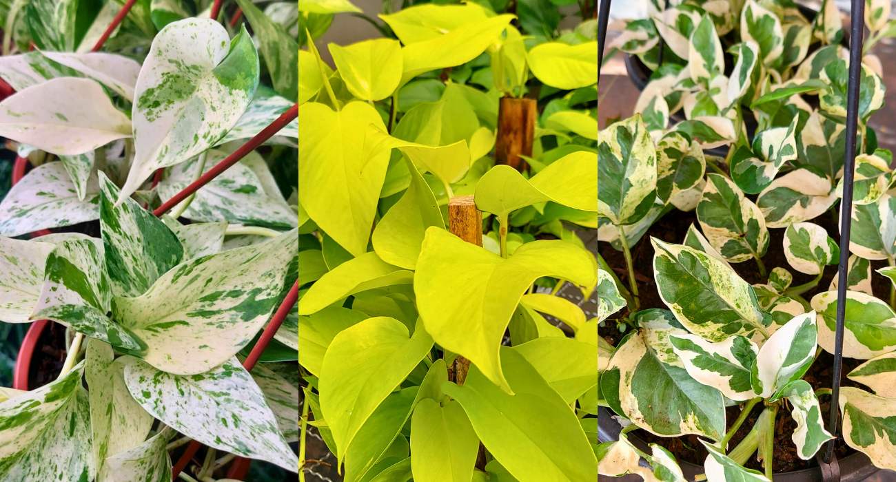 Epipremnum aureum