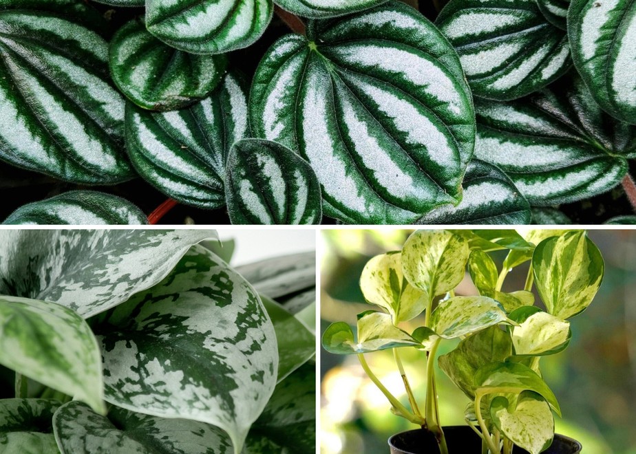 Pothos