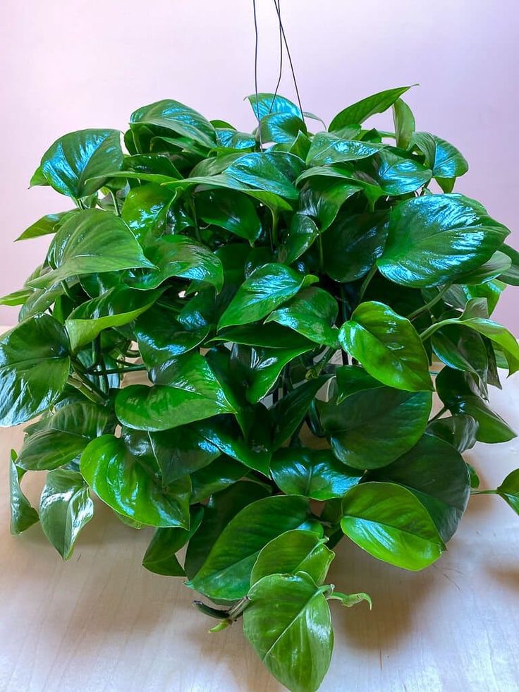 plantas para pouca luz