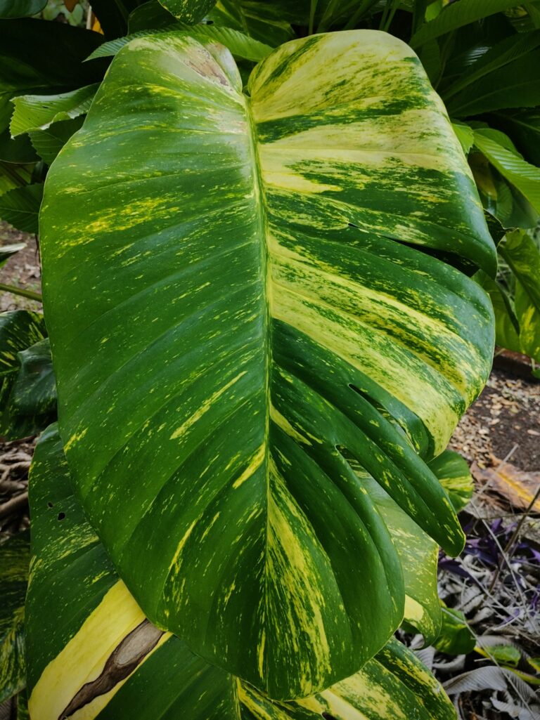 plantas com folhagem colorida
