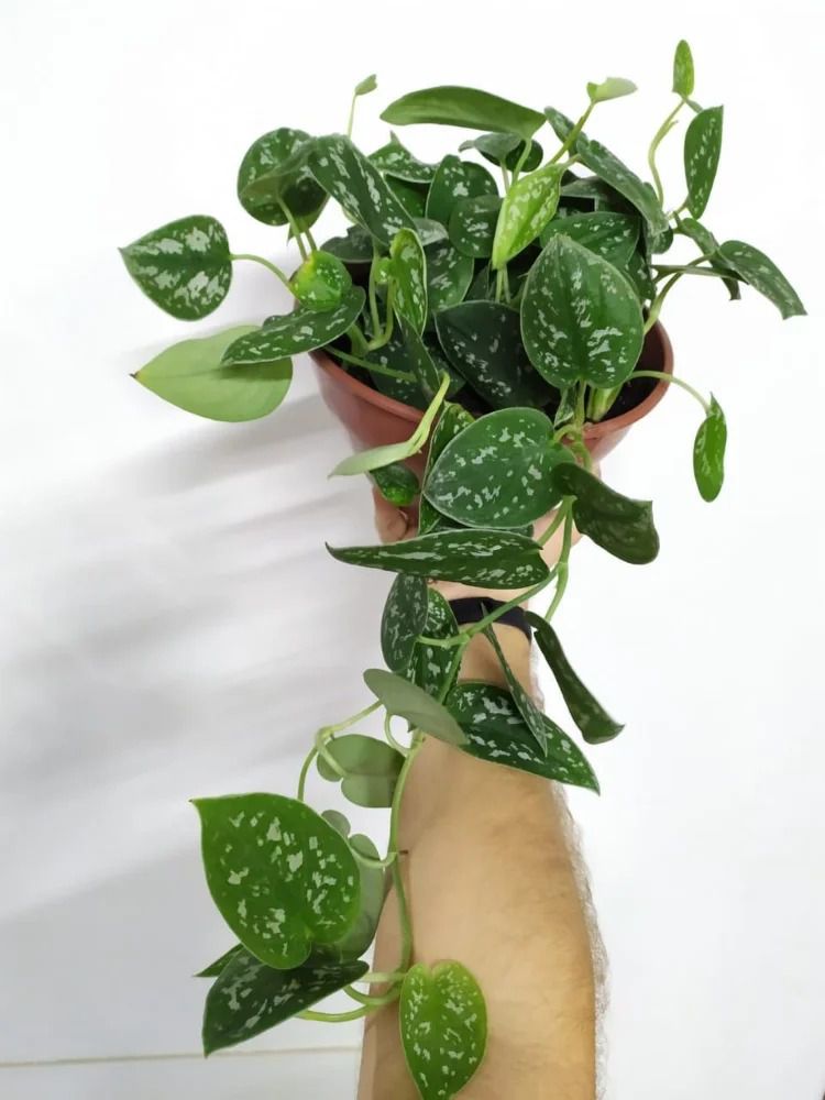 cuidados com jiboia