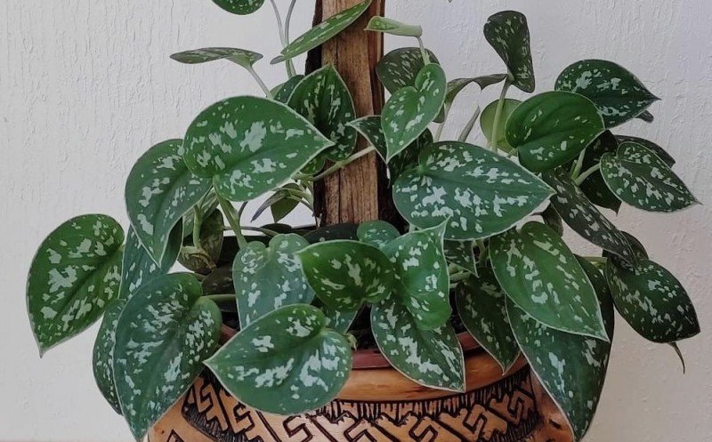 tipos de jiboia para apartamento