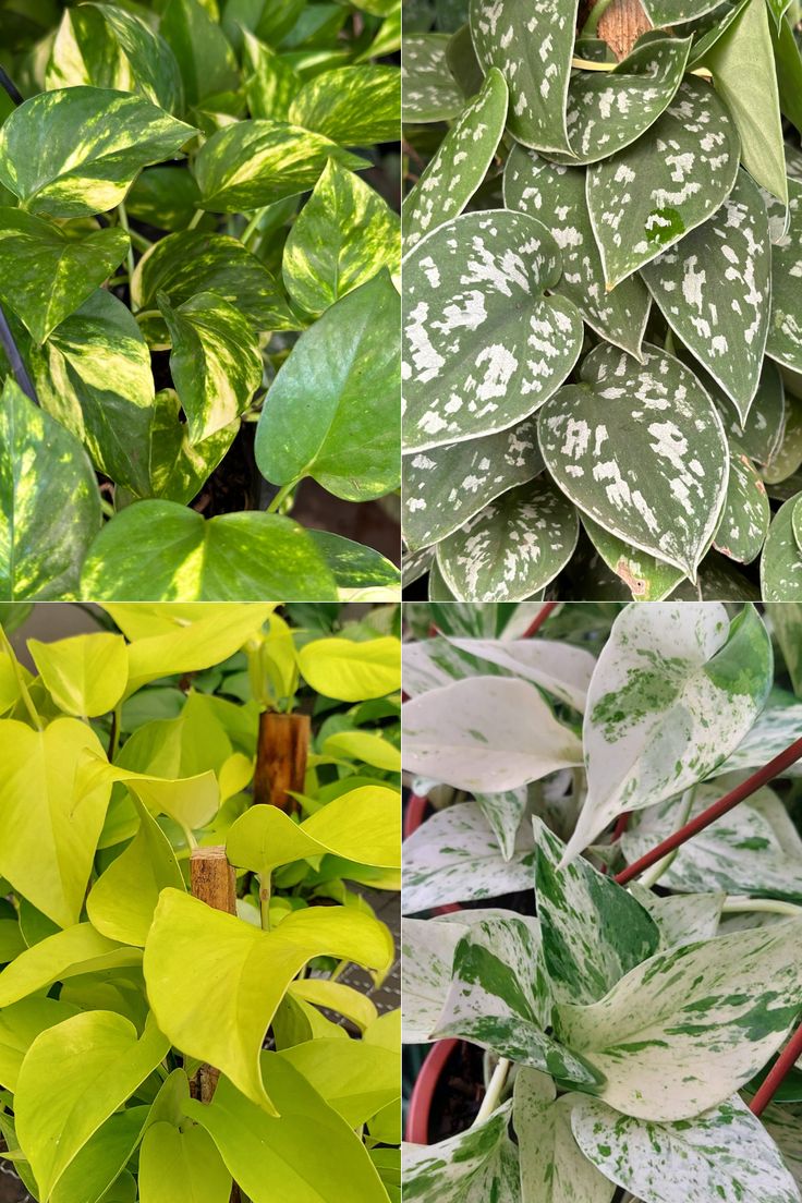 jiboia variegada
