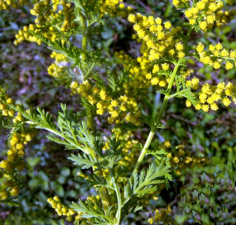 Gênero Artemisia