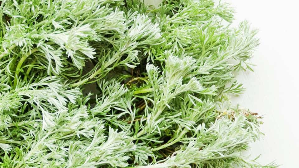 Segurança no uso de Artemisia