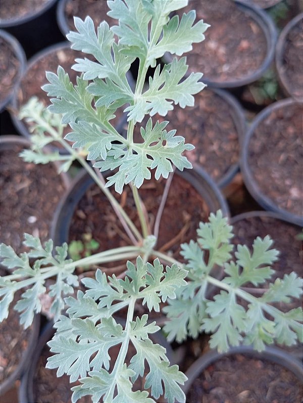 Cultivo de Artemisia