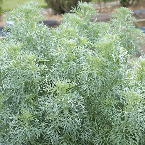 Chá de Artemisia
