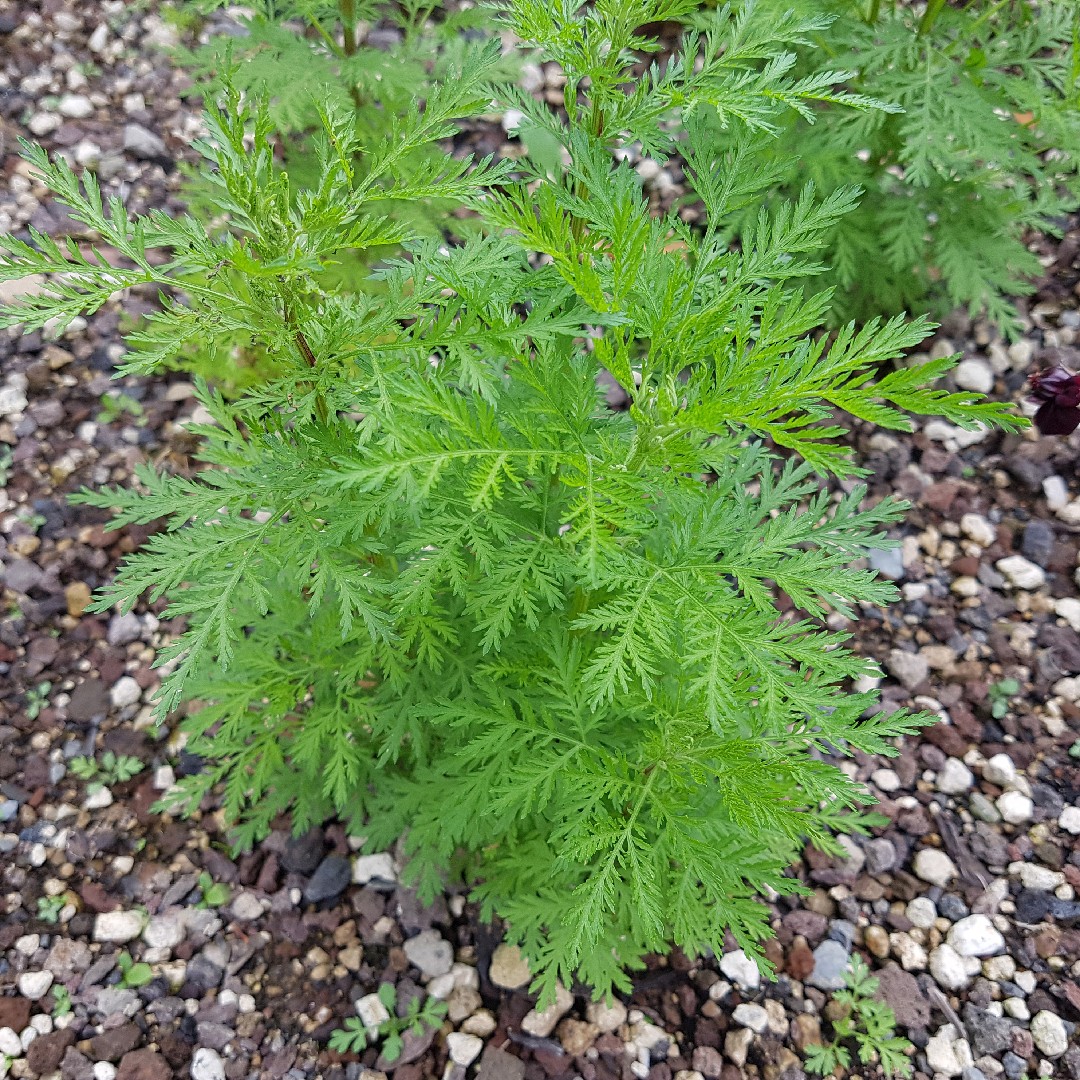 Gênero Artemisia