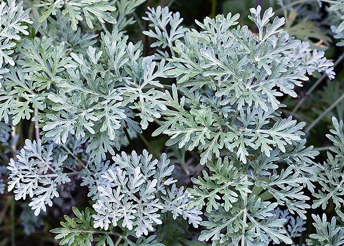 Artemisia para malária