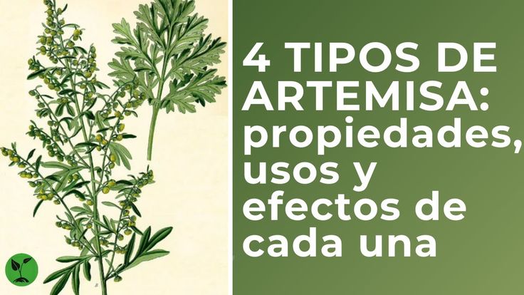 Artemisia para digestão