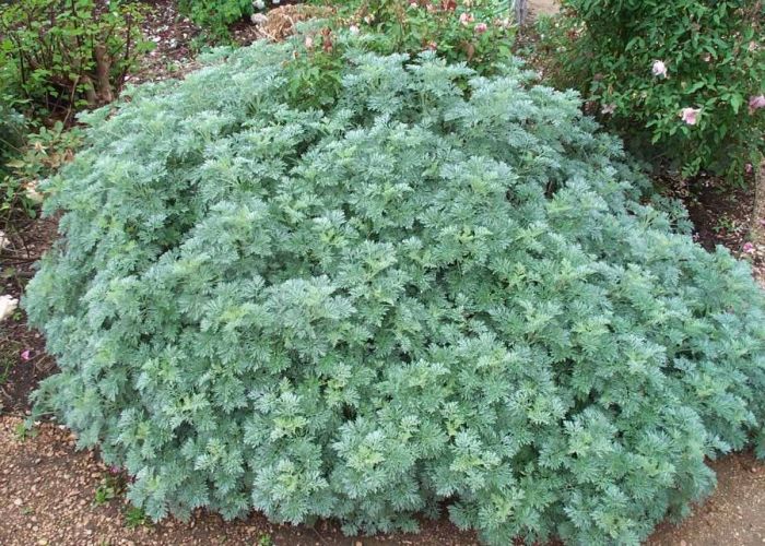 Artemisia na culinária
