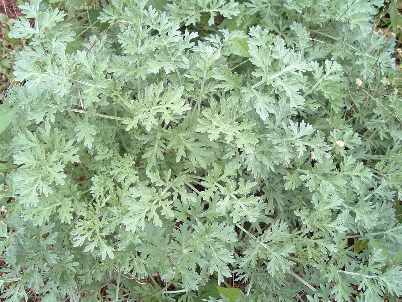 Propriedades medicinais da Artemisia