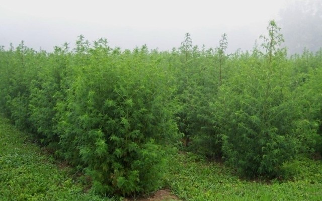Artemisia vulgaris benefícios