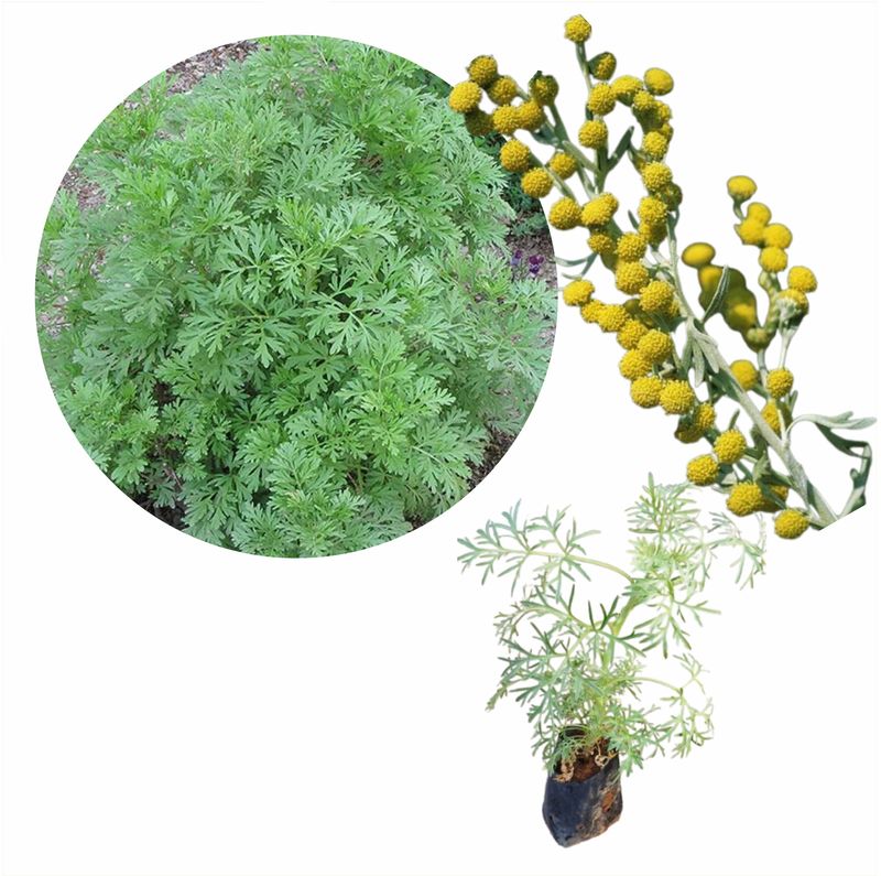 Artemisia na culinária