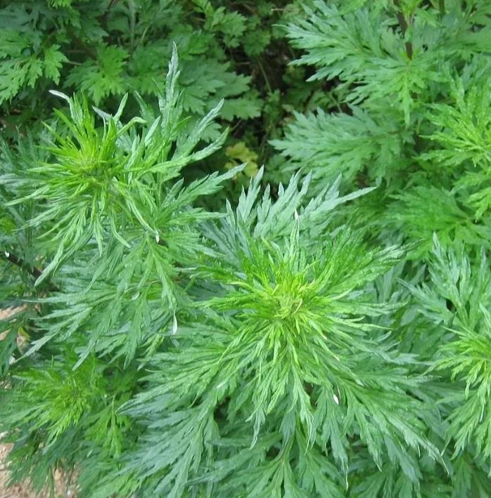 Artemisia vulgaris benefícios