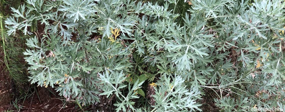 Artemisia annua artemisinina