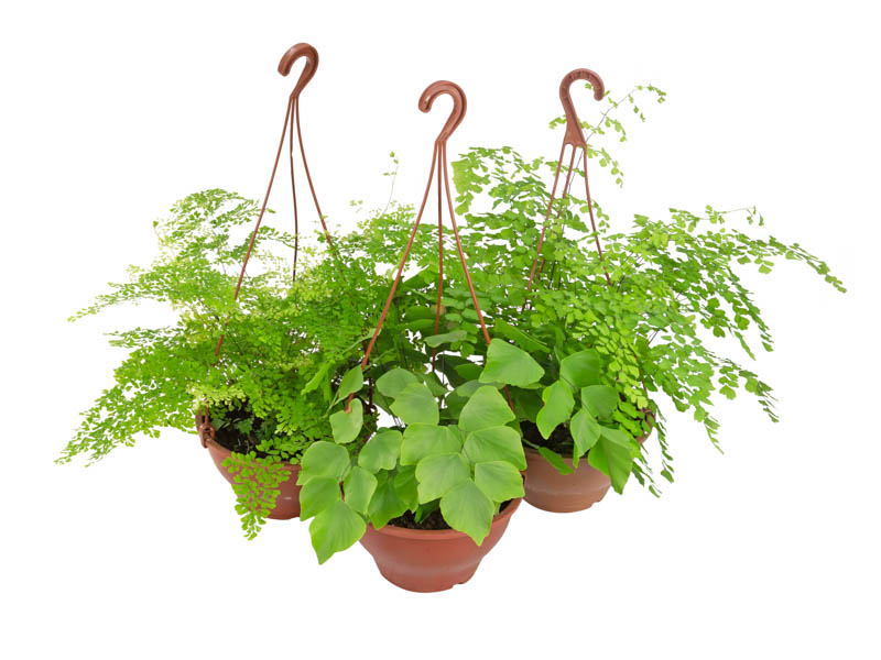 Adiantum