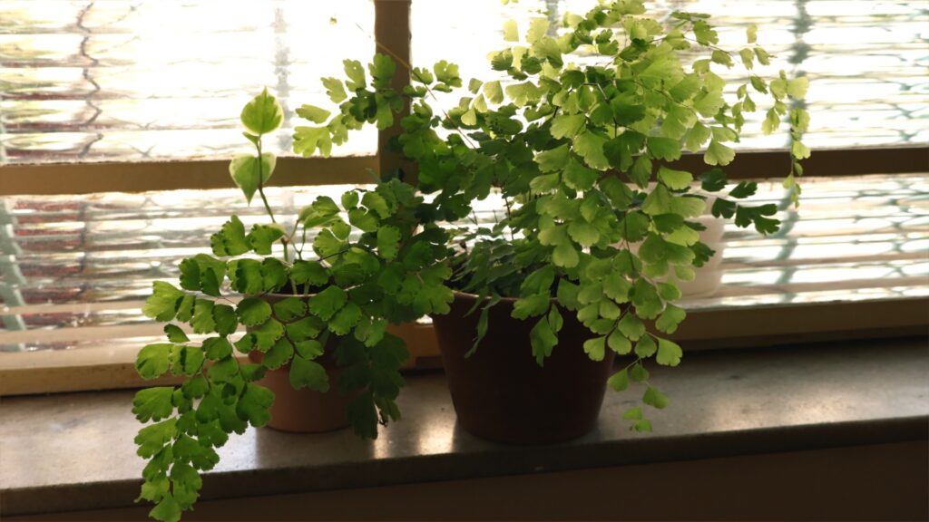 Adiantum capillus-veneris