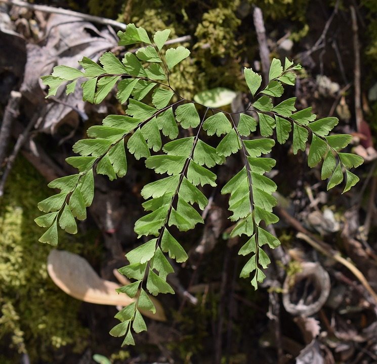 Adiantum raddianum