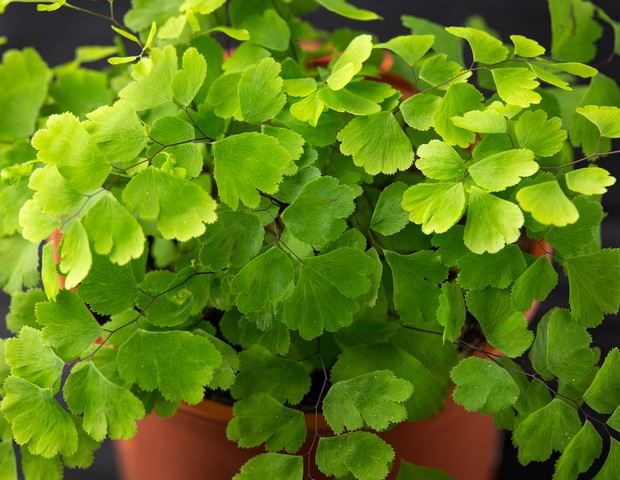 Adiantum microphyllum