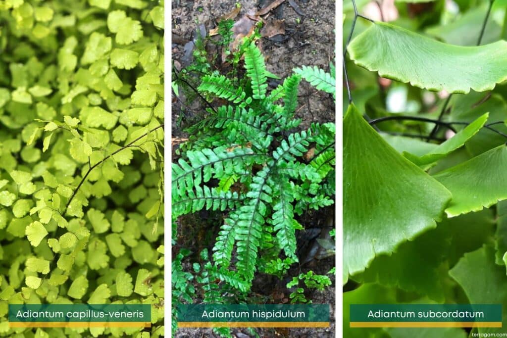 Adiantum macrophylla