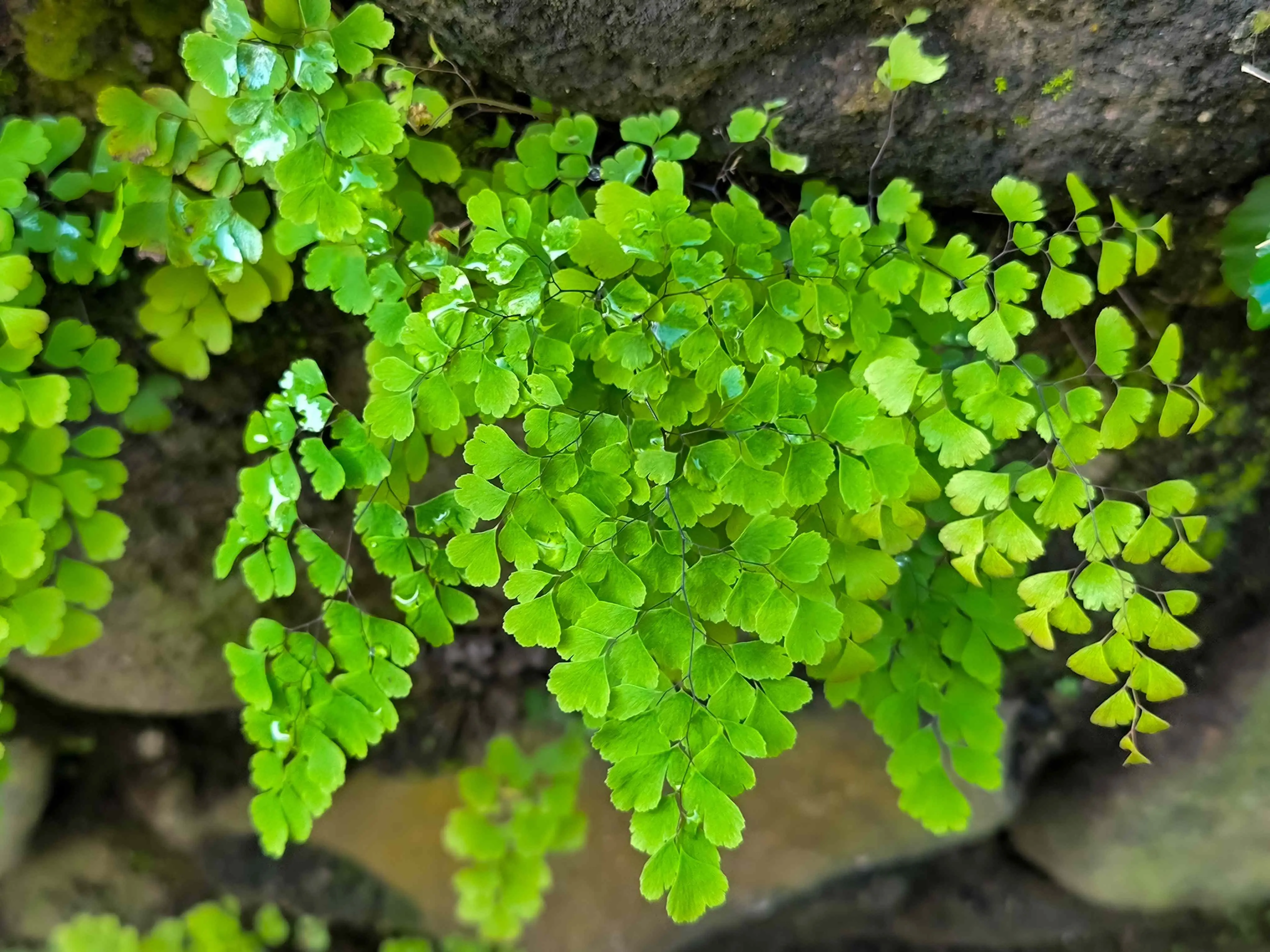 Adiantum peruvianum