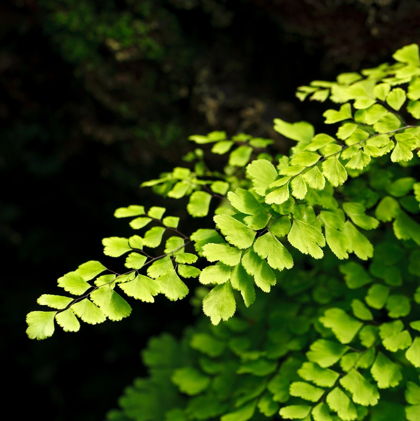 Adiantum macrophyllum