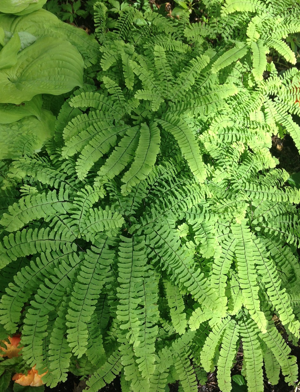 Adiantum edgeworthii