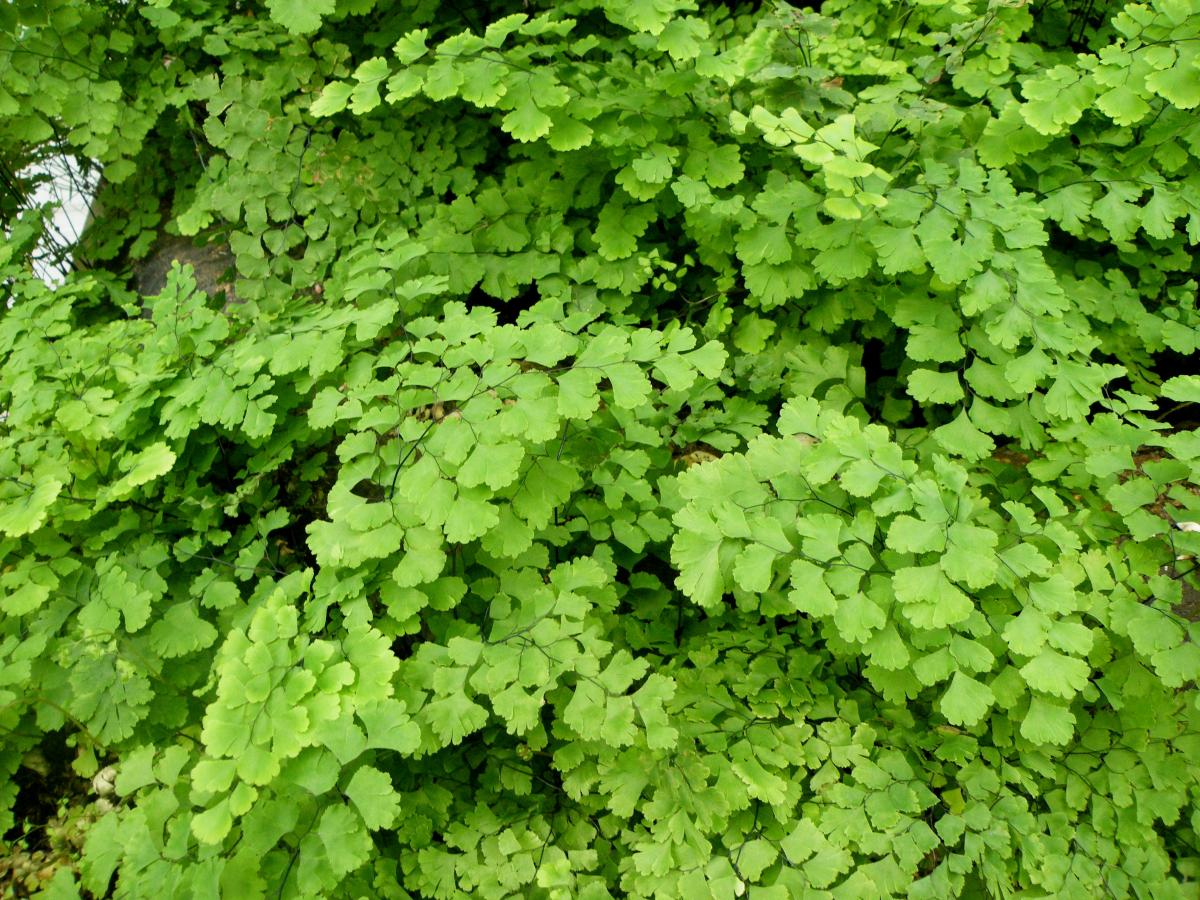avenca rara