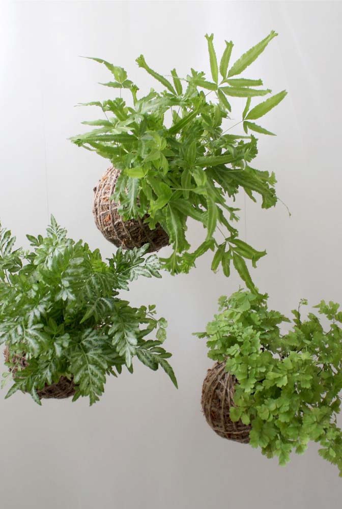 cultivo de avencas