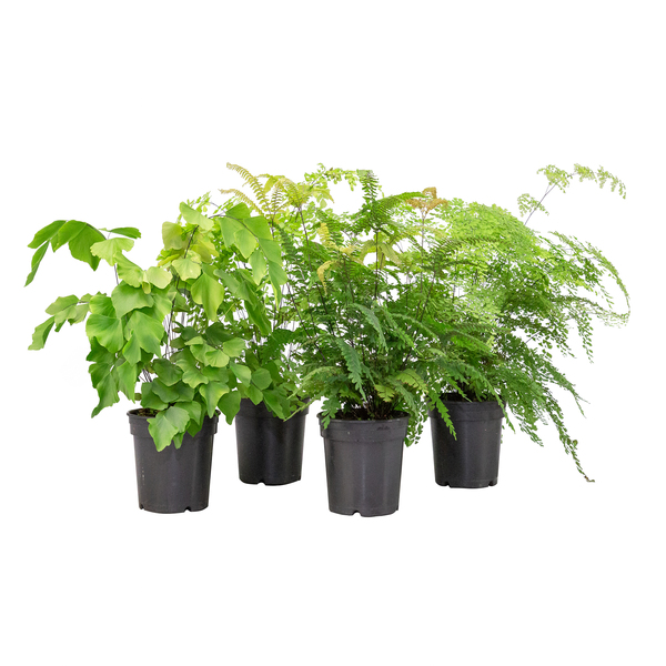Adiantum