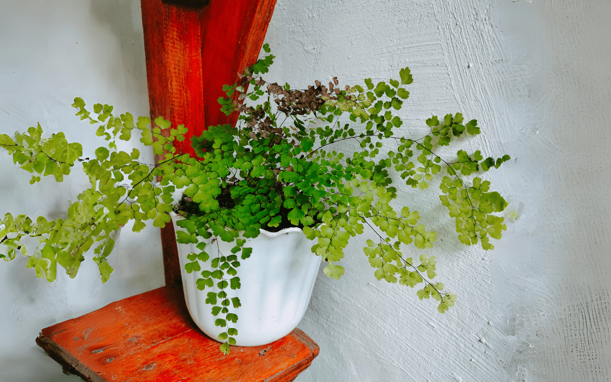 plantas de sombra